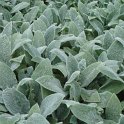 Stachys bysantina 'Silver Carpet'